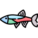 neon tetra