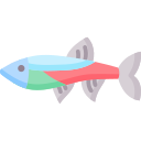 Neon tetra