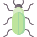 Beetle