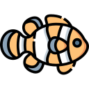 Clown fish