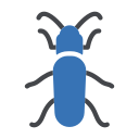 insect