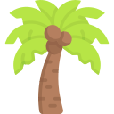 Coconut tree