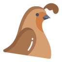 Quail