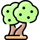 drzewo oliwne