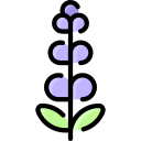 lavanda