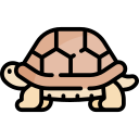 tortuga