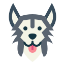 syberyjski husky