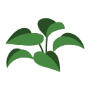 rubberplant