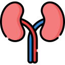 Kidneys