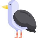 gaviota