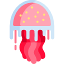 Jellyfish