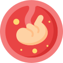 płód