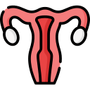 uterus