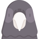 piccione