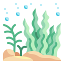 alga marina