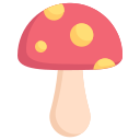 champignon