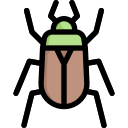 insecte