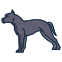 amerykański staffordshire terrier
