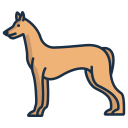 faraó hound