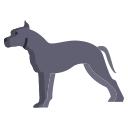 amerykański staffordshire terrier