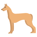 Pharaoh hound