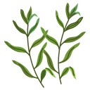 Tarragon