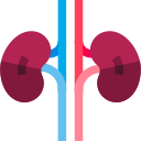 Kidneys