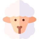 owce