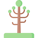 araucaria 나무