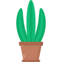 Snake plant