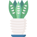 schlangenpflanze