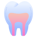 歯根管