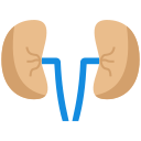 Kidney