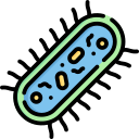 bactéries