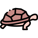 tortuga