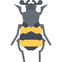 chrząszcz