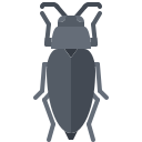 Beetle