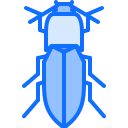 Beetle