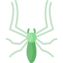 spinne