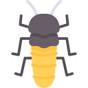 scarafaggio sibilante del madagascar