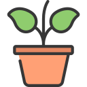 Grow plant