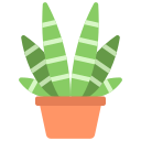roślina zebry