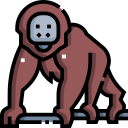 orangoetan