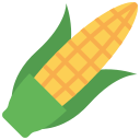 młoda kukurydza
