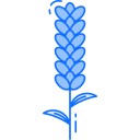 lavanda