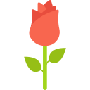 rosa