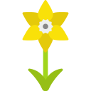 Daffodil