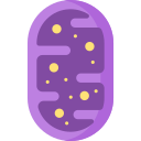 mitochondries