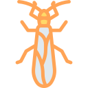 stonefly