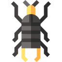 Earwig